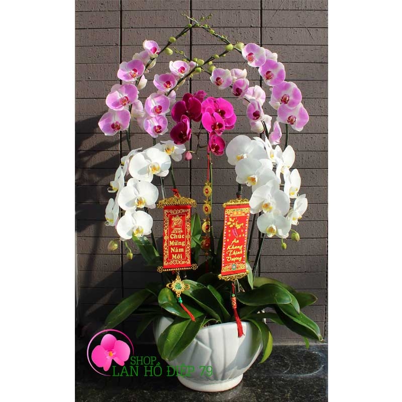 shop lan hồ điệp tại thủ dầu một