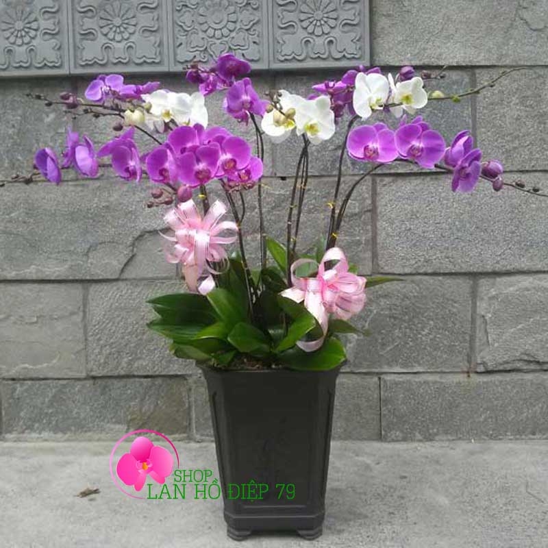 shop lan hồ điệp tại cần thơ