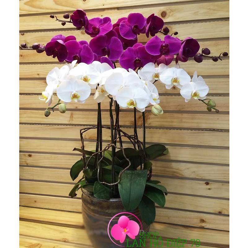 lan hồ điệp trắng tím