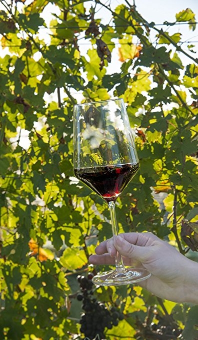 Ly rượu vang Schott