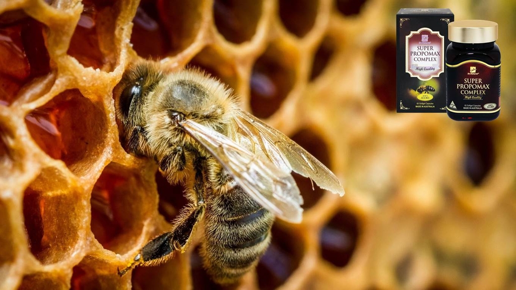 Vì sao keo ong được ví là kháng sinh tự nhiên?