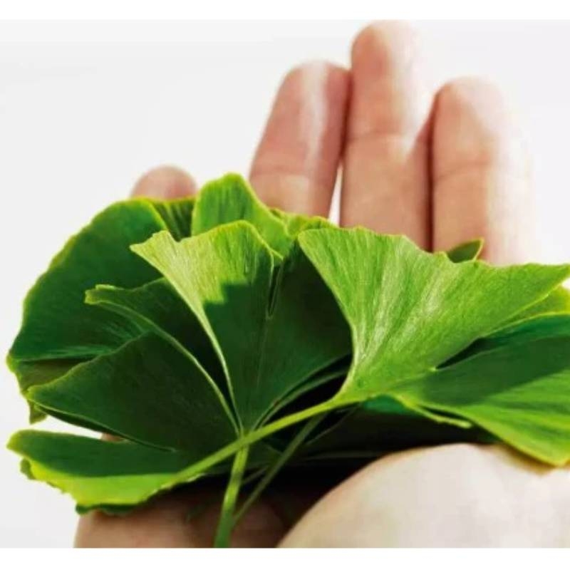 Tác Dụng Của Ginkgo Đến Hoạt Động Của Não Bộ