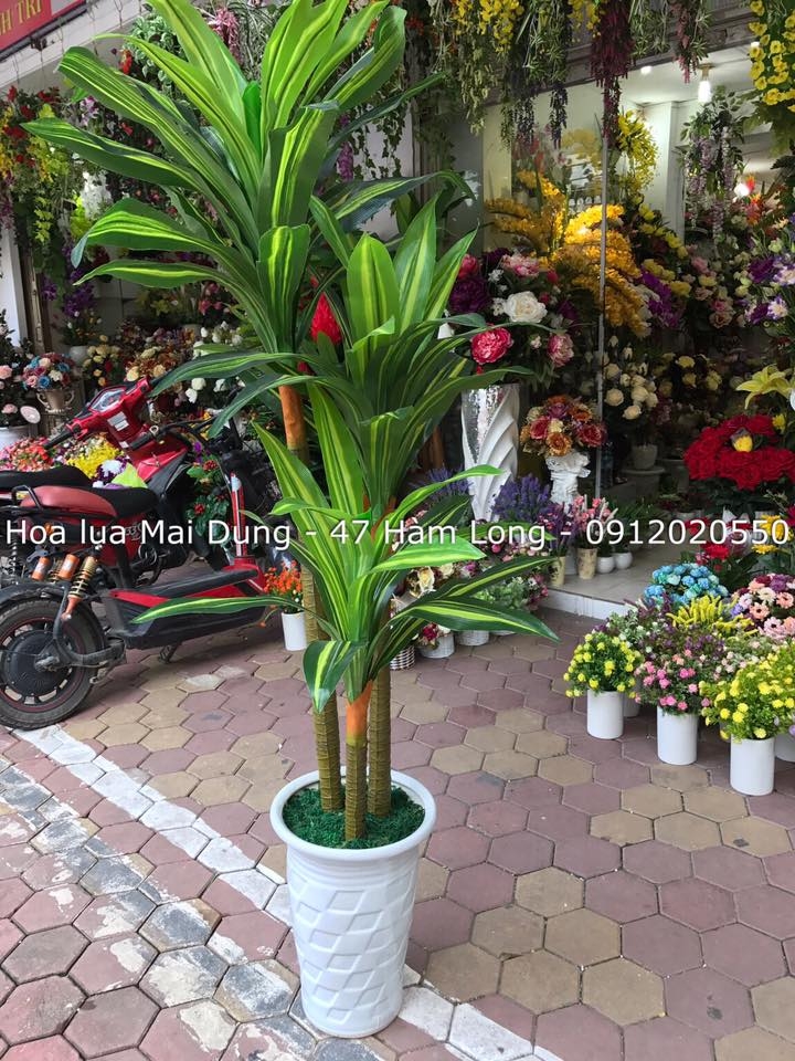 Cây thiết mộc lan