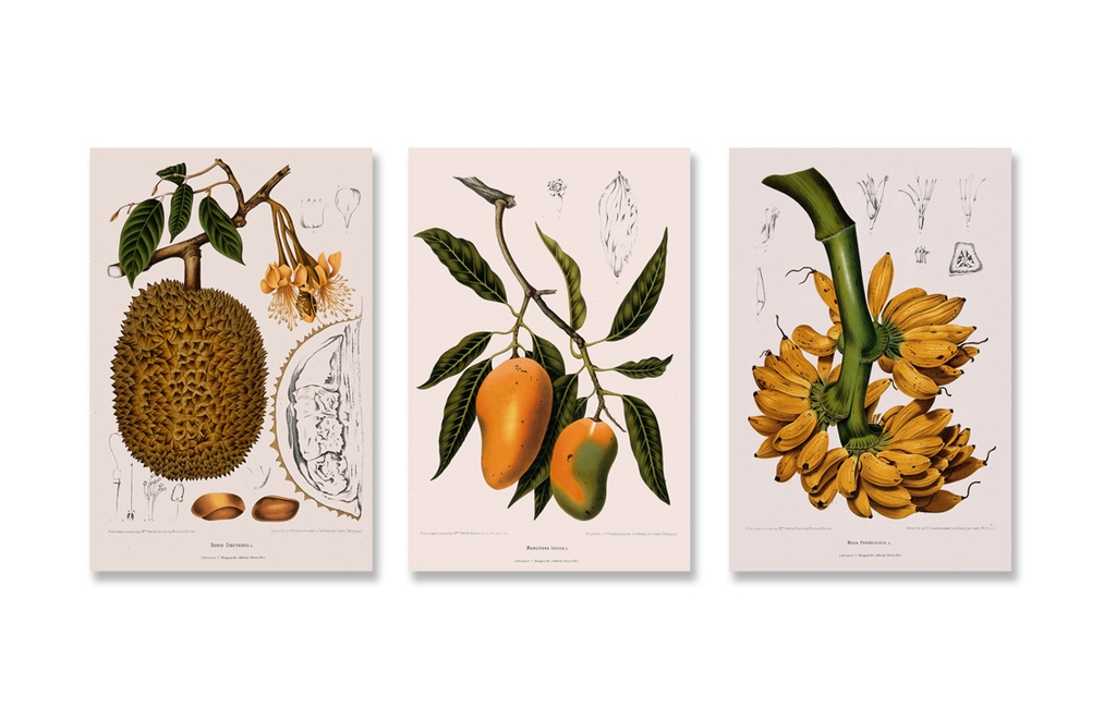 Bộ tranh Fruits, mango, banana, durian