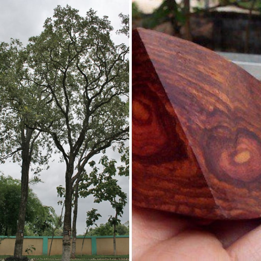 Tử đàn là loài cây có tốc độ sinh trưởng chậm