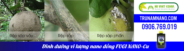 Kỹ thuật trồng và phòng trị bệnh trên cây bưởi theo tiêu chuẩn GLOBAL GAP