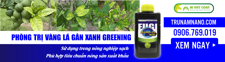 phong-tri-vang-la-gan-xanh-greening-tren-cay-buoi