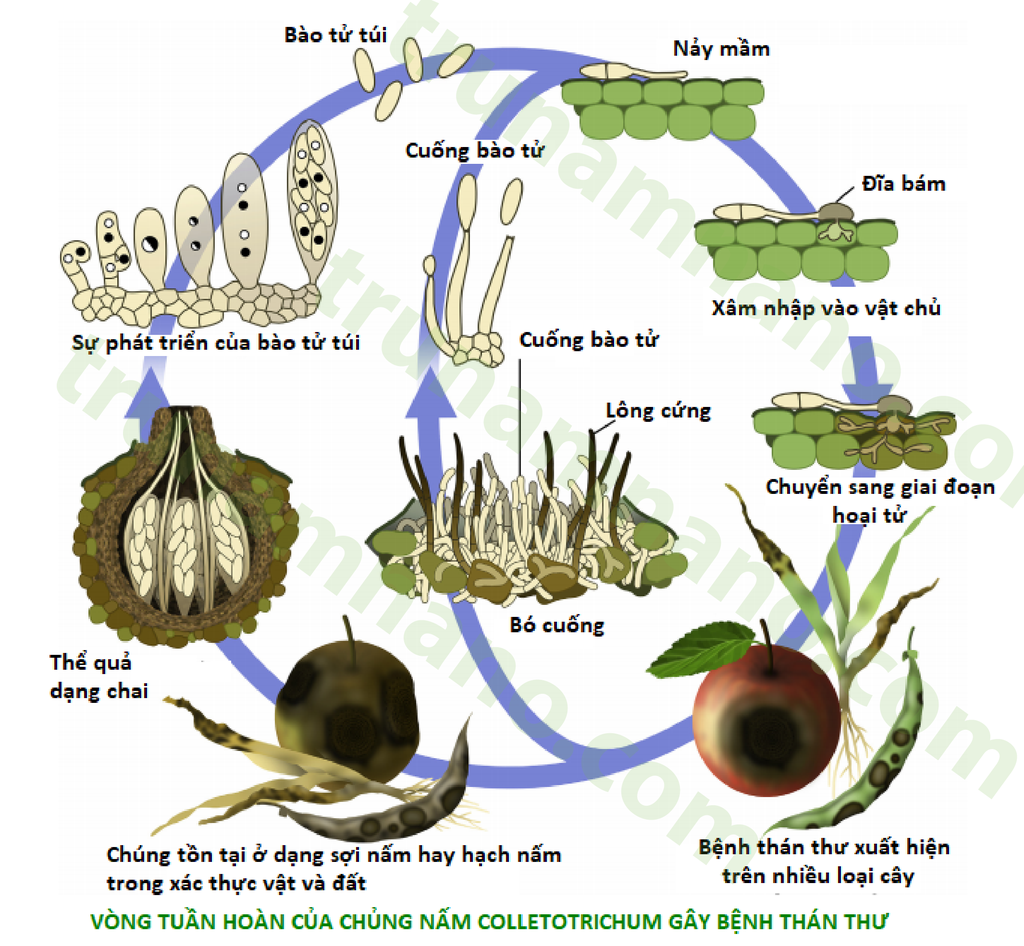 chu-ky-song-vong-tuan-hoan -cua-chung-nam-colletotrichum-gay-benh-than-thu-tren-cay-ot