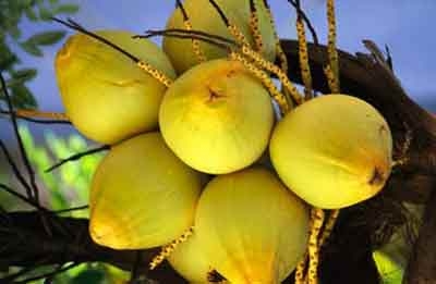 Quả dừa, thức ăn, nước giải khát và vị thuốc quý