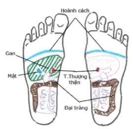 Bấm huyệt chữa bệnh ĐẠI TRÀNG theo PP phản xạ - Thầy Lê Phương Cảo
