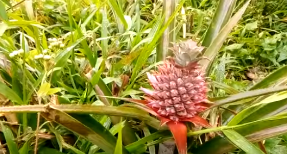 Đào thải sỏi mật, sỏi thận nhờ bài thuốc vườn nhà mà ít ai biết