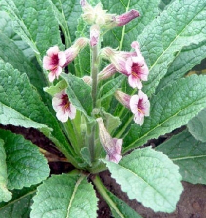 Cây Địa hoàng ( Sinh địa)