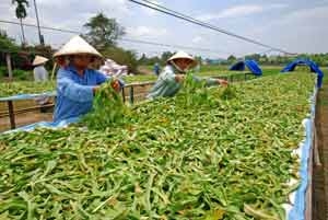 Xây dựng một tổ chức xã hội nghề nghiệp đích thực của ngành Dược liệu, Hội Dược liệu Viêt Nam