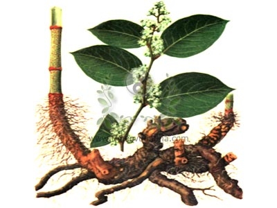 Nghiên cứu lâm sàng thuốc trị viêm gan-vàng da (Phần 4)