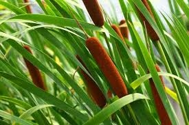 Chế biến vị thuốc bồ hoàng