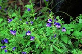 Kỹ thuật trồng cây thuốc Bồ bồ