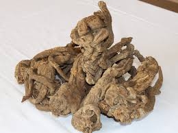 Chế biến vị thuốc Độc hoạt
