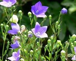 Kỹ thuật trồng cây thuốc: Cát cánh