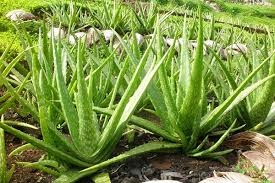 Nuôi trồng Dược liệu: Lô hội