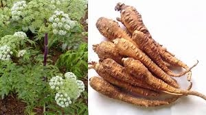 Bào chế vị thuốc Bạch chỉ