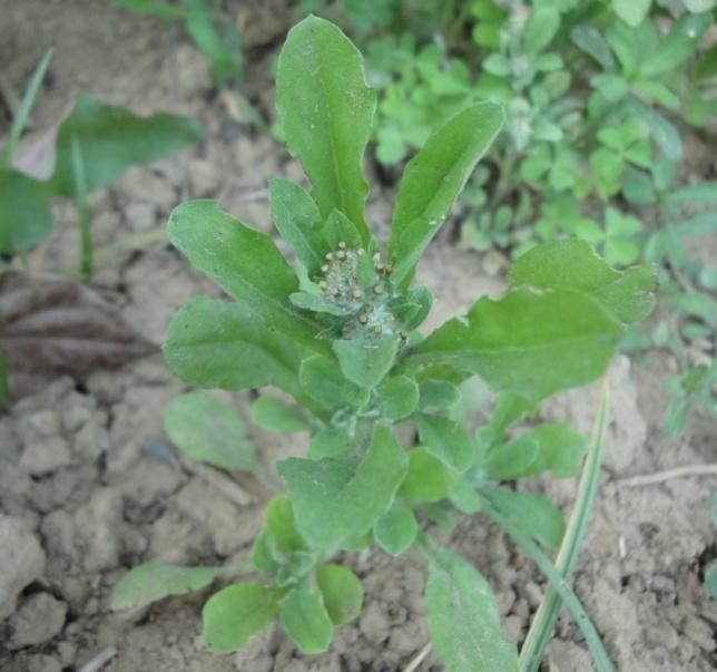 Thuốc quý từ cây rau Khúc