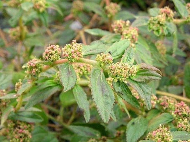 Một nghiên cứu thuốc nam chữa kiết lị và ỉa chảy