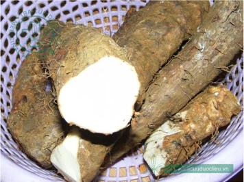 Chế biến dược liệu: Hoài sơn