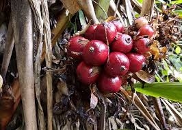 Vị thuốc từ Thảo quả