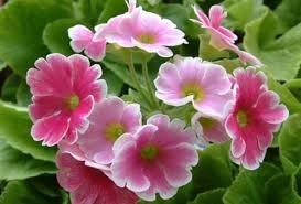 3 lời khuyên hữu ích giúp bạn giảm triệu chứng mãn kinh