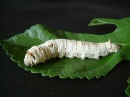 Bạch cương tàm chữa nhiều bệnh