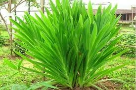 Chế biến vị thuốc Xạ can