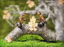 Kiến đã sinh ra anh lần thứ hai
