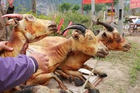 Thực dược từ dê