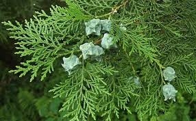 Cây Trắc bá làm thuốc