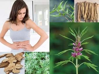 Bào chế vị thuốc ích mẫu