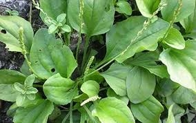 Thuốc quý từ những cây cỏ