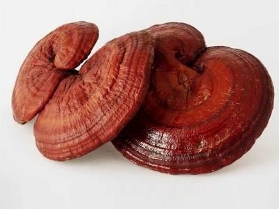 Nấm Linh chi thật - giả