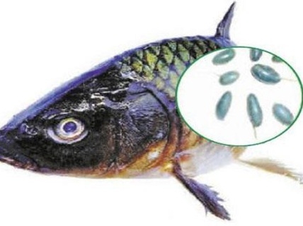 Mật cá trắm : “Viagra” hay thuốc độc?