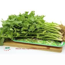 Lợi ích bất ngờ của nước ép Cần tây