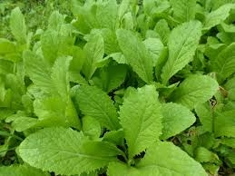 Cải canh làm thuốc