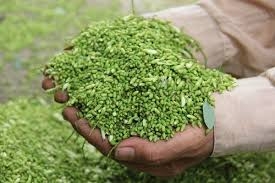 Nước uống và thuốc từ hoa hòe