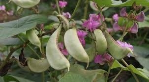 Đậu ván trắng bổ tỳ vị, giải phiền khát...