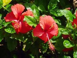 Mỹ phẩm chăm sóc sắc đẹp từ thiên nhiên