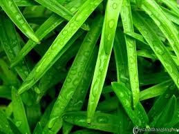 Lá tre, vị thuốc