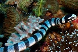 Thịt Rắn biển chữa đau cột sống