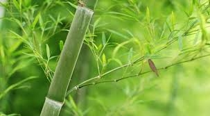 Các bài thuốc từ lá Tre