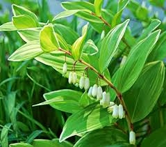 Các bài thuốc quý trong dân gian từ củ Hoàng tinh