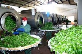 Thu hái và chế biến dược liệu như thế nào cho đúng? (phần 1)