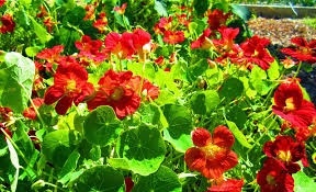 Chữa ho do lạnh với cây Hà diệp liên