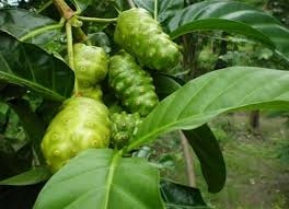 Ổn định huyết áp từ rễ Nhàu